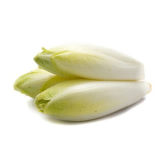 Chicory White Holland
