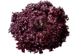 Lettuce Lollo Rosso Imported