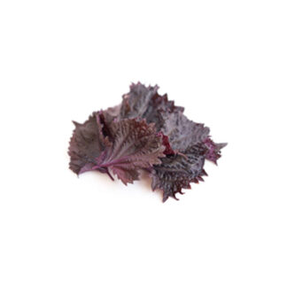 Shiso Purple Pkt