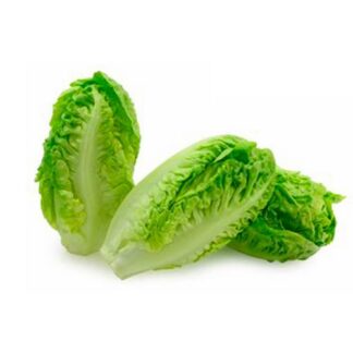 Lettuce Gem Imported