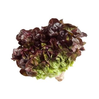 Lettuce Oakleaf Red Imported