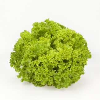 Lettuce Lolo Bionde Local