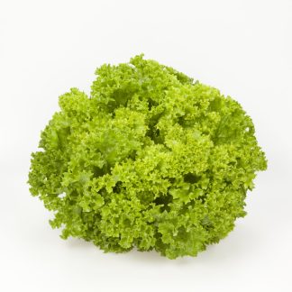 Lettuce Lolo Bionde Local