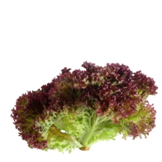 Lettuce Lollo Rosso Local