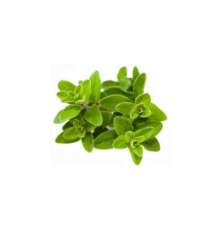 Herbs Marjoram Imported
