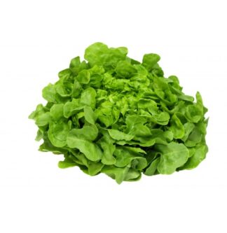Lettuce Oakleaf Green Imported